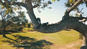 Leia mais sobre o artigo Música: Águas de Prata